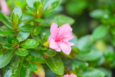 Close-up of pink flower blooming outdoors