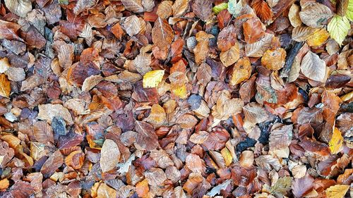 Full frame shot of dry leaves