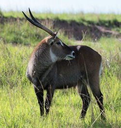 Wild animal  standing in a field