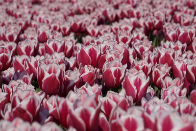 Close-up of pink flowering plants