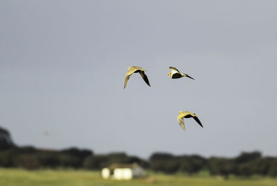 Birds flying against clear sky