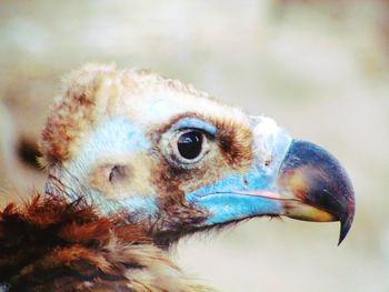 Close-up of eagle