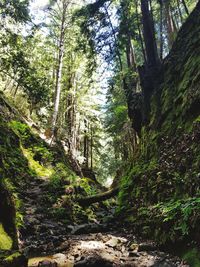 Trees in forest