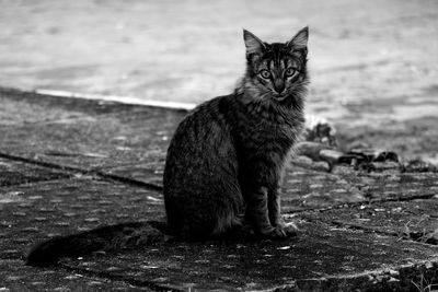 Close-up of tabby cat outdoors