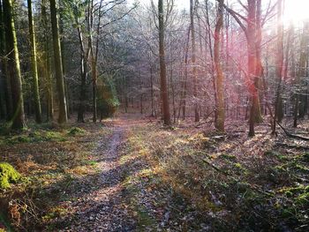 Trees in forest