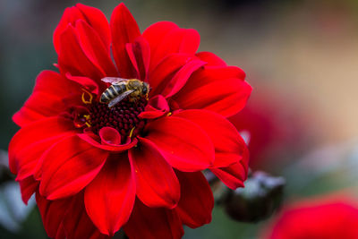 Close-up of bee on red flower