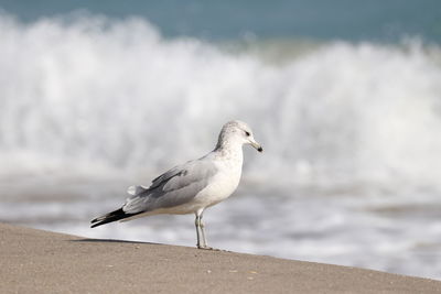 Seagull perching on retaining wall