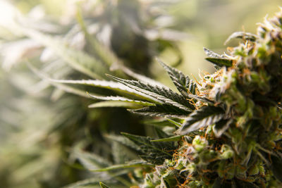 Flower bud of marijuana plant close-up.
