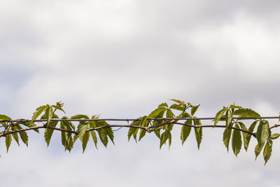 Low angle view of leaves against sky