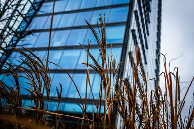 Low angle view of plants against blue sky