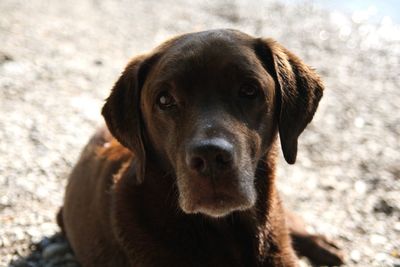 Close-up portrait of dog