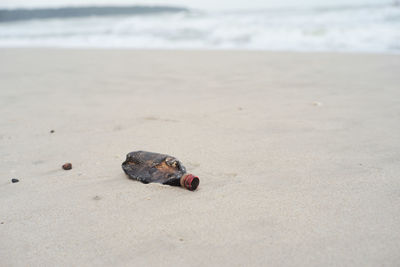 View of crab on beach