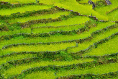 High angle view of terraced field