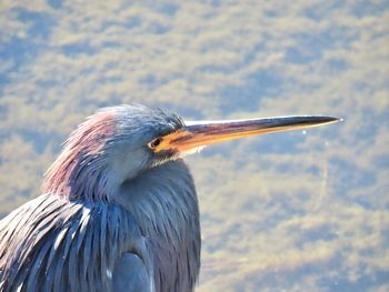 Close-up of a bird