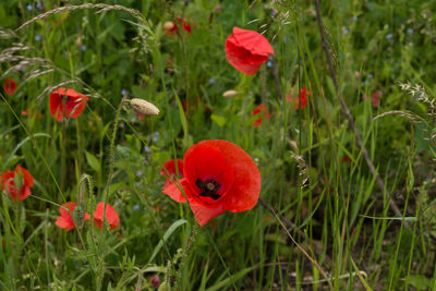 Close-up of red poppy blooming in field