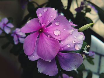 Close-up of wet purple flowers blooming outdoors