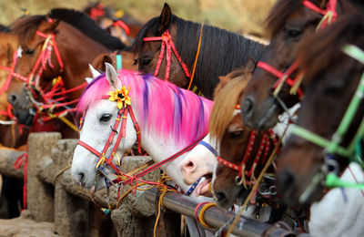 Horses standing in ranch