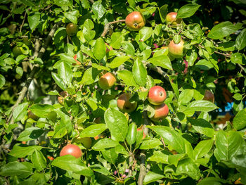 Close-up of fruits on tree