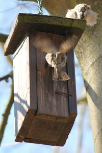 Low angle view of bird on wooden wall