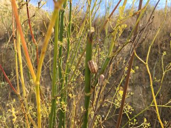 Close-up of crops growing on field