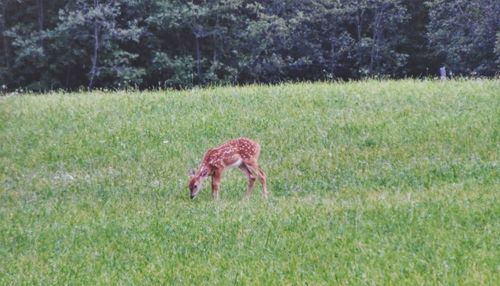 View of a horse on field