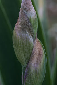 Close-up of caterpillar on plant