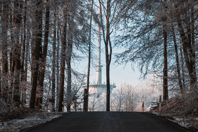 Road amidst bare trees in forest