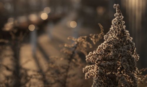 Close-up of white flowering plant against blurred background