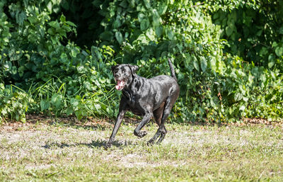 Dog in a field