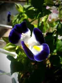 Close-up of purple flower