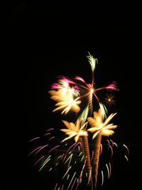 Low angle view of firework display against sky at night