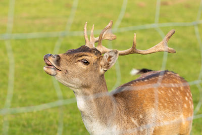 Deer in a zoo