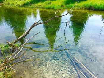 Reflection of tree in lake