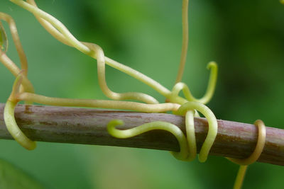 Close-up of curvy, spiral green plant growing outdoors