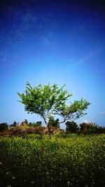 Scenic view of grassy field against cloudy sky