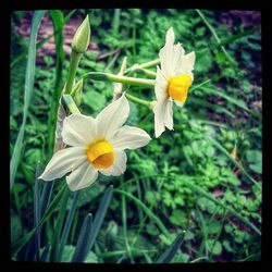 Close-up of yellow flowers blooming outdoors