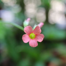 Close-up of pink flower