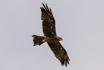 Kite bird in flight
