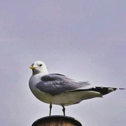 Close-up of bird