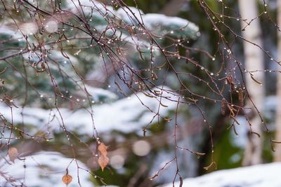 Close-up of tree branches