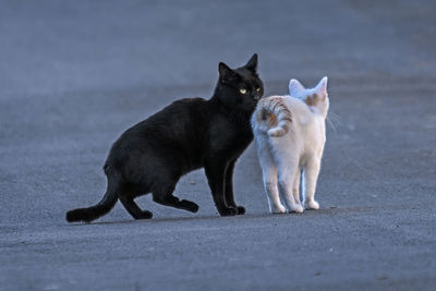 Cat sitting on street