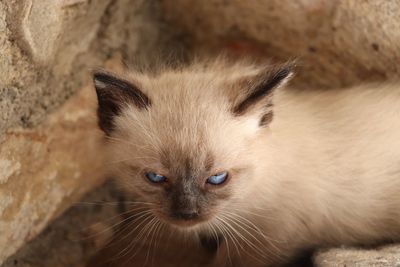 Close-up portrait of cat