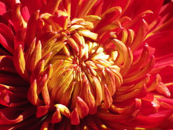Close-up of chrysanthemum plants