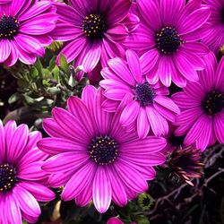 Close-up of pink flower