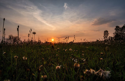 Scenic view of grassy field against sky during sunset