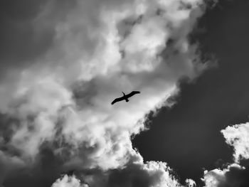 Low angle view of silhouette bird flying in sky