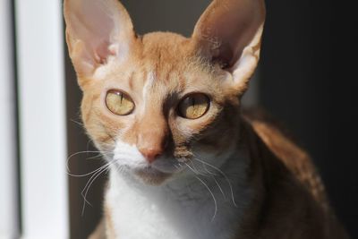 Close-up portrait of a cat