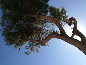 Low angle view of tree against clear blue sky