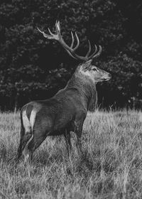 Side view of deer standing on field