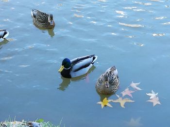 Birds swimming in lake